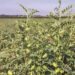 Chickpea Pests and Diseases
