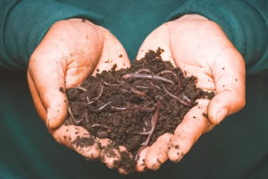 Compost vs Vermicompost
