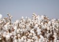 Cotton Pest Management