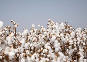 Cotton Pest Management