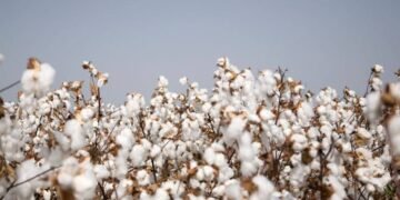 Cotton Pest Management