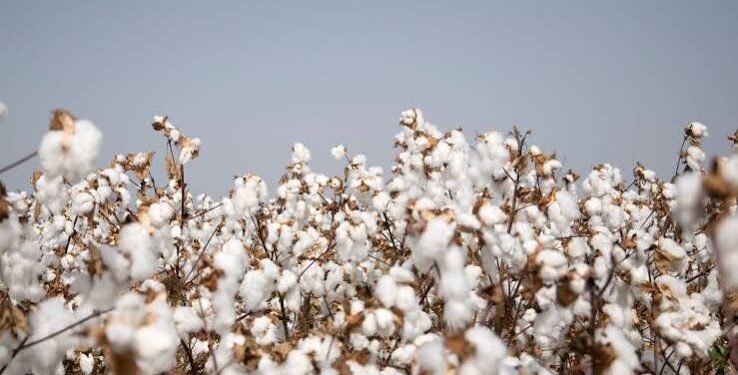 Cotton Pest Management