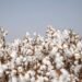 Cotton Pest Management
