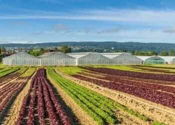 Crop Diversification