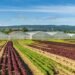 Crop Diversification