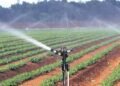 Drip Irrigation