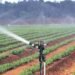 Drip Irrigation