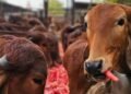 भारत में एफएमडी-मुक्त क्षेत्र विकास पर आयोजित डब्ल्यूओएएच पीवीएस-पीपीपी लक्षित सहायता कार्यशाला का समापन राज्य कार्य योजनाओं और सार्वजनिक-निजी भागीदारी को मजबूत करने पर केंद्रित रहा