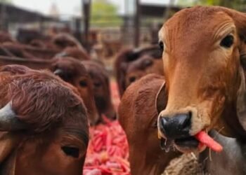 भारत में एफएमडी-मुक्त क्षेत्र विकास पर आयोजित डब्ल्यूओएएच पीवीएस-पीपीपी लक्षित सहायता कार्यशाला का समापन राज्य कार्य योजनाओं और सार्वजनिक-निजी भागीदारी को मजबूत करने पर केंद्रित रहा