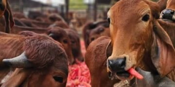 भारत में एफएमडी-मुक्त क्षेत्र विकास पर आयोजित डब्ल्यूओएएच पीवीएस-पीपीपी लक्षित सहायता कार्यशाला का समापन राज्य कार्य योजनाओं और सार्वजनिक-निजी भागीदारी को मजबूत करने पर केंद्रित रहा