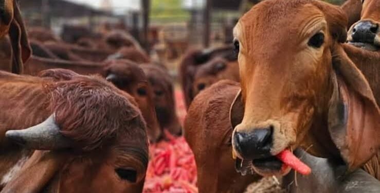 भारत में एफएमडी-मुक्त क्षेत्र विकास पर आयोजित डब्ल्यूओएएच पीवीएस-पीपीपी लक्षित सहायता कार्यशाला का समापन राज्य कार्य योजनाओं और सार्वजनिक-निजी भागीदारी को मजबूत करने पर केंद्रित रहा