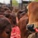 भारत में एफएमडी-मुक्त क्षेत्र विकास पर आयोजित डब्ल्यूओएएच पीवीएस-पीपीपी लक्षित सहायता कार्यशाला का समापन राज्य कार्य योजनाओं और सार्वजनिक-निजी भागीदारी को मजबूत करने पर केंद्रित रहा