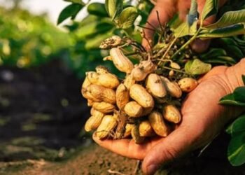 Groundnut Farming