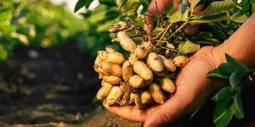 Groundnut Farming