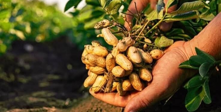 Groundnut Farming
