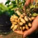 Groundnut Farming