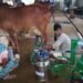 Increase Milk Production