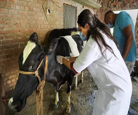 Government takes major action against Lumpy Skin Disease, over 36.18 crore cattle vaccinated