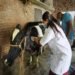 Government takes major action against Lumpy Skin Disease, over 36.18 crore cattle vaccinated