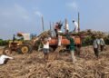 Maharashtra Sugar Production Drops
