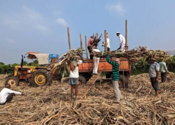 Maharashtra Sugar Production Drops