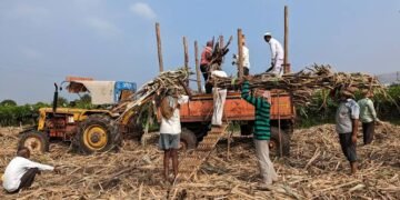 Maharashtra Sugar Production Drops