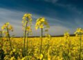 Mustard FarmingMustard Farming