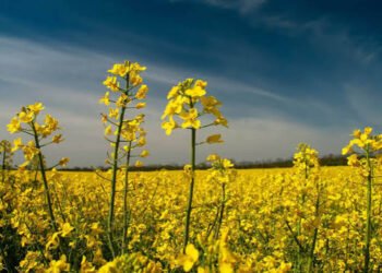 Mustard FarmingMustard Farming