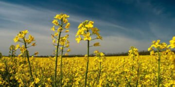Mustard FarmingMustard Farming