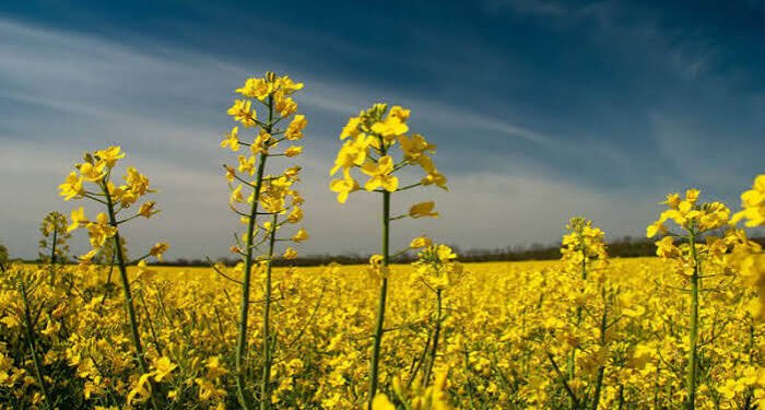 Mustard FarmingMustard Farming