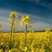 Mustard FarmingMustard Farming
