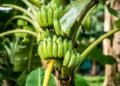 Organic Banana Nutrition Management