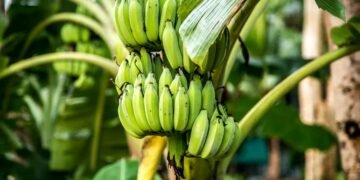 Organic Banana Nutrition Management