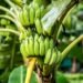 Organic Banana Nutrition Management
