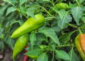 Organic Chilli Farming 