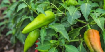 Organic Chilli Farming 