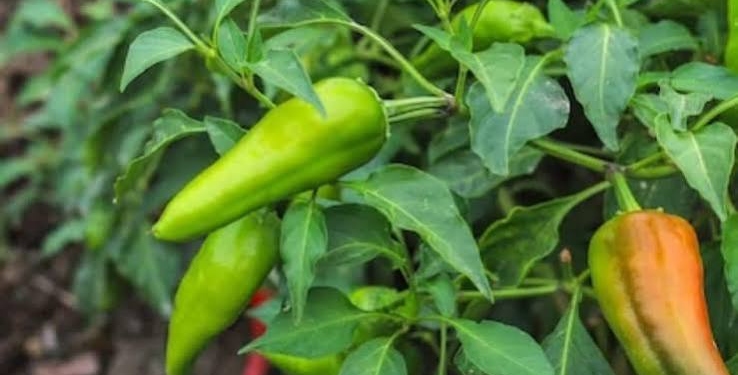 Organic Chilli Farming 