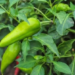 Organic Chilli Farming 