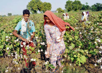 Organic Cotton Farming