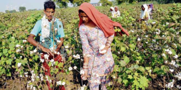 Organic Cotton Farming