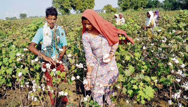 Organic Cotton Farming