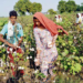 Organic Cotton Farming