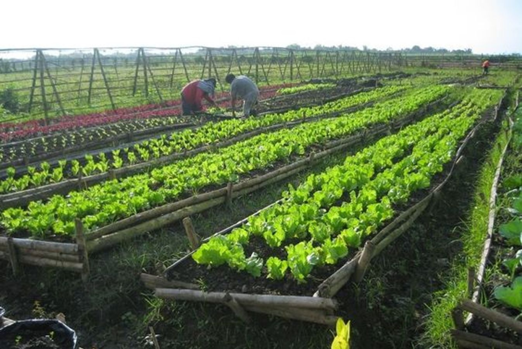 Organic Farming
