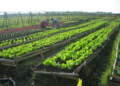 Organic Farming