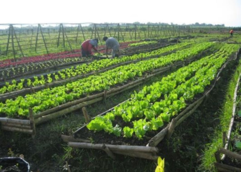 Organic Farming