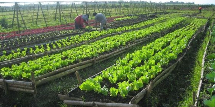 Organic Farming
