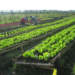 Organic Farming