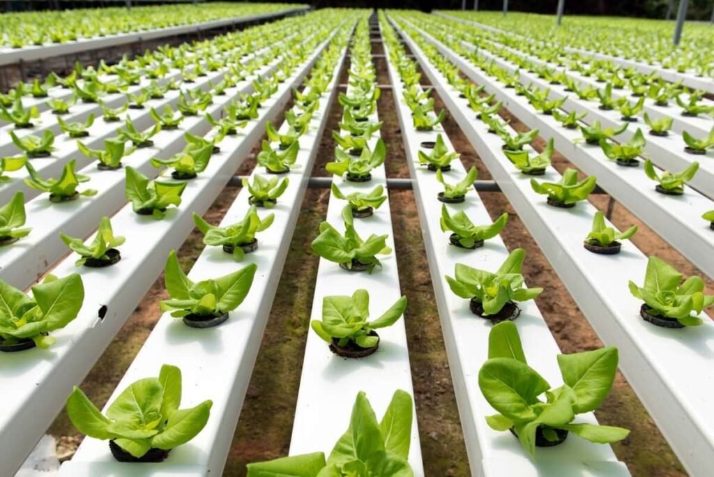 Organic Farming Certification