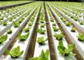 Organic Farming Certification