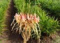 Organic Ginger Farming